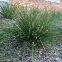 Load image into Gallery viewer, LOMANDRA EASY AS 1.5L
