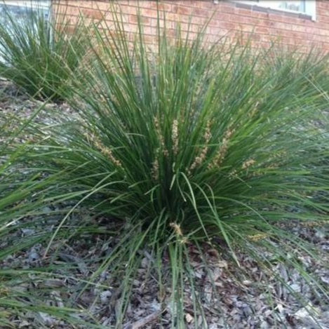 LOMANDRA EASY AS 1.5L