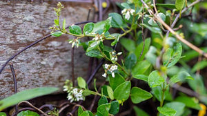 PARSONSIA HETEROPHYLLA