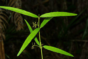 PARSONSIA HETEROPHYLLA