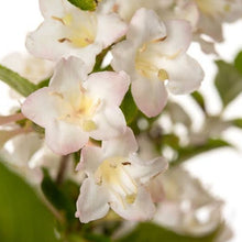 Load image into Gallery viewer, WEIGELA FLORIDA SNOWFLAKE 4.7L
