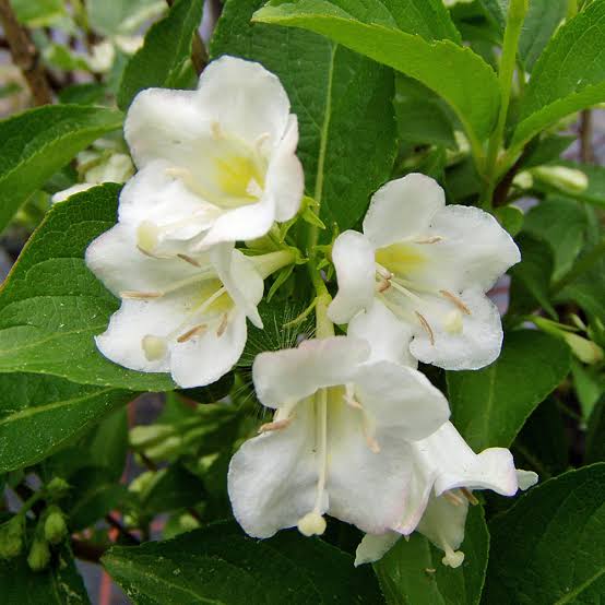 WEIGELA FLORIDA SNOWFLAKE 4.7L