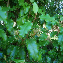 Load image into Gallery viewer, OLEARIA PANICULATA AKIRAHO 2.0L
