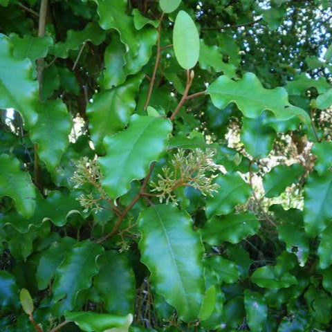 OLEARIA PANICULATA AKIRAHO 2.0L