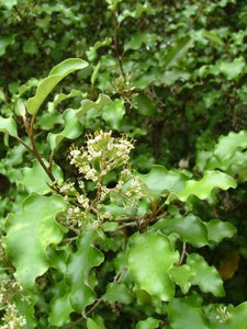 OLEARIA PANICULATA AKIRAHO 2.0L