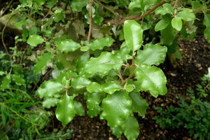 OLEARIA PANICULATA AKIRAHO 2.0L