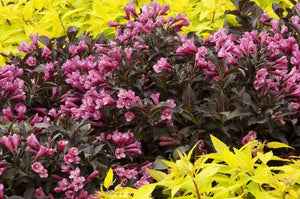 WEIGELA FLORIDA DARK HORSE