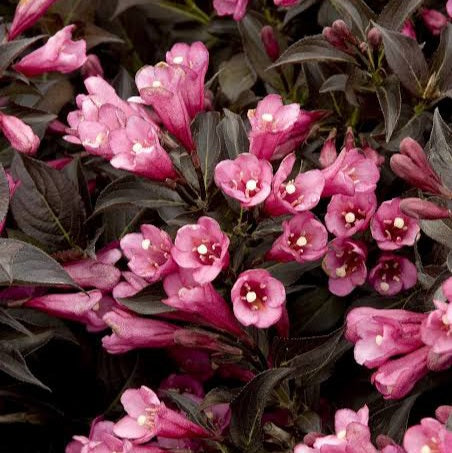 WEIGELA FLORIDA DARK HORSE