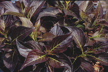 Load image into Gallery viewer, WEIGELA FLORIDA DARK HORSE
