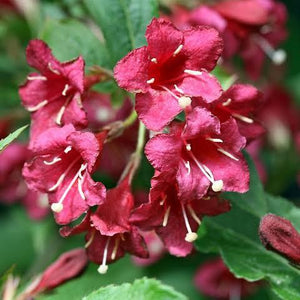 WEIGELA FLORIDA NEWPORT RED 4.5L