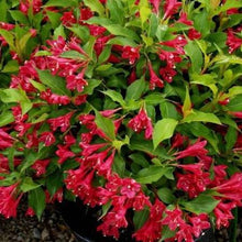 Load image into Gallery viewer, WEIGELA FLORIDA NEWPORT RED 4.5L
