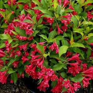 WEIGELA FLORIDA NEWPORT RED 4.5L