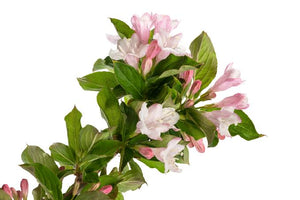 WEIGELA FLORIDA APPLE BLOSSOM