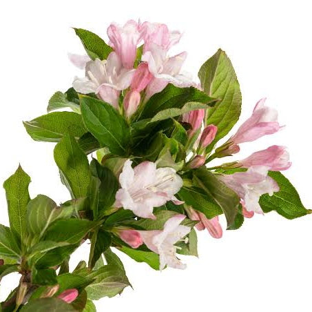 WEIGELA FLORIDA APPLE BLOSSOM