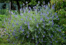 Load image into Gallery viewer, CARYOPTERIS DARK KNIGHT 2.5L
