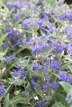 Load image into Gallery viewer, CARYOPTERIS DARK KNIGHT 2.5L
