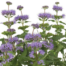 Load image into Gallery viewer, CARYOPTERIS PAVILLION BLUE 1.5L
