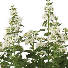 Load image into Gallery viewer, CARYOPTERIS PAVILLION WHITE
