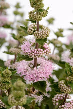 Load image into Gallery viewer, CARYOPTERIS PAVILLION PINK
