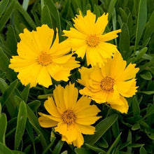 Load image into Gallery viewer, COREOPSIS FLYING SAUCER 1.5L
