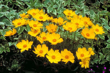 Load image into Gallery viewer, COREOPSIS FLYING SAUCER 1.5L
