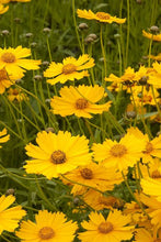 Load image into Gallery viewer, COREOPSIS FLYING SAUCER 1.5L
