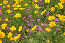 Load image into Gallery viewer, COREOPSIS FLYING SAUCER 1.5L
