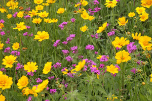 COREOPSIS FLYING SAUCER 1.5L