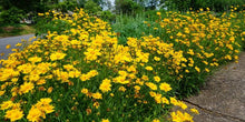 Load image into Gallery viewer, COREOPSIS FLYING SAUCER 1.5L
