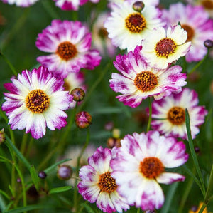 COREOPSIS HIGHLAND PINK 1.5L