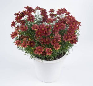 COREOPSIS HIGHLAND ROSSANA 1.5L