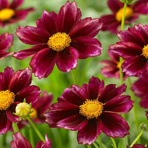 COREOPSIS HIGHLAND ROSSANA 1.5L