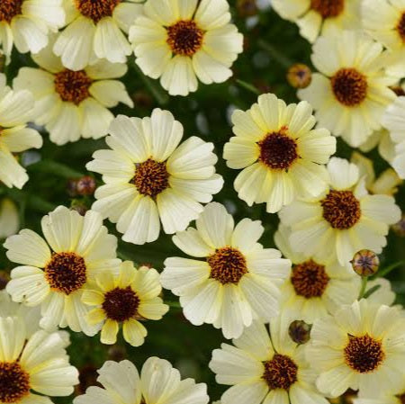 COREOPSIS HIGHLAND HAZE 1.5L