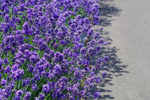 LAVENDER ENGLISH HIDCOTE 14CM