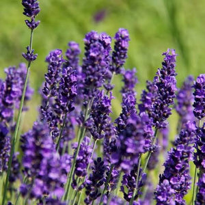 LAVENDER ENGLISH HIDCOTE 14CM