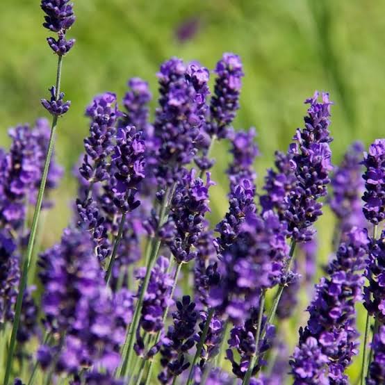 LAVENDER ENGLISH HIDCOTE 14CM