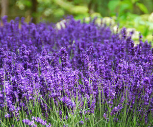 LAVENDER ENGLISH HIDCOTE 1.5L