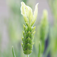 Load image into Gallery viewer, LAVENDER HYBRID LEMON LEIGH 1.5L
