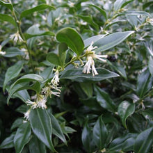 Load image into Gallery viewer, SARCOCOCCA RUSCIFOLIA FRAGRANT SWEET BOX 2.0L
