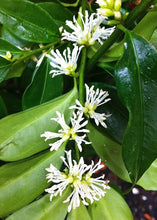 Load image into Gallery viewer, SARCOCOCCA RUSCIFOLIA FRAGRANT SWEET BOX 2.0L
