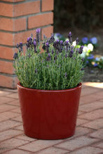 Load image into Gallery viewer, LAVENDER HYBRID BANDERA PURPLE 1.0L
