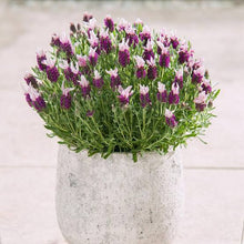 Load image into Gallery viewer, LAVENDER HYBRID BANDERA PINK 1.0L
