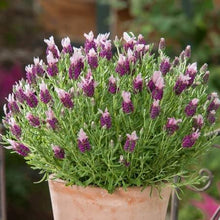 Load image into Gallery viewer, LAVENDER HYBRID BANDERA PINK 1.0L
