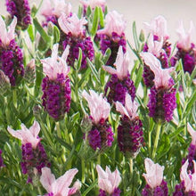 Load image into Gallery viewer, LAVENDER HYBRID BANDERA PINK 1.0L
