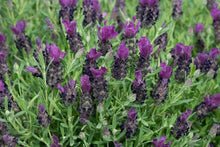 Load image into Gallery viewer, LAVENDER HYBRID BANDERA PURPLE 1.0L
