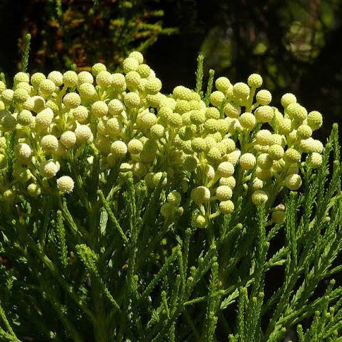 BERZELIA LANUGINOSA BUTTON BUSH PB5