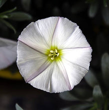 Load image into Gallery viewer, CONVOLVULUS CNEORUM 2.0L
