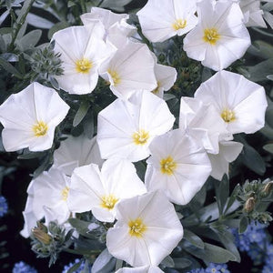 CONVOLVULUS CNEORUM 2.0L