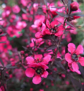 LEPTOSPERMUM ELECTRIC RED 3.3L