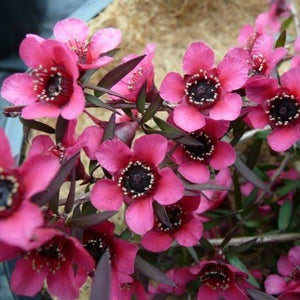 LEPTOSPERMUM RED FALLS 4.0L